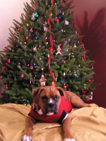 Lola Xmas