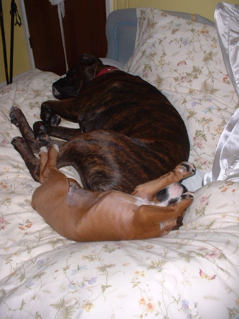 Lola & Zeb all snuggled on nannies bed