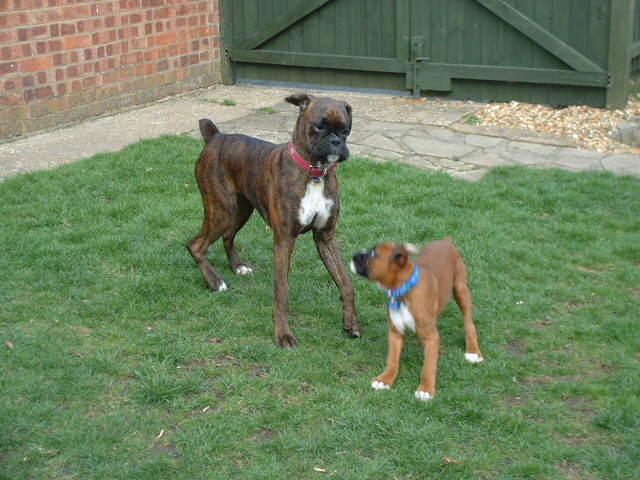 Lola & Zeb playing in the garden