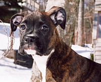 Lola