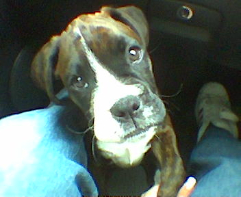 Lola
