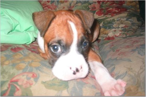 Lola