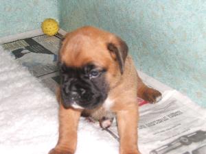 Lola