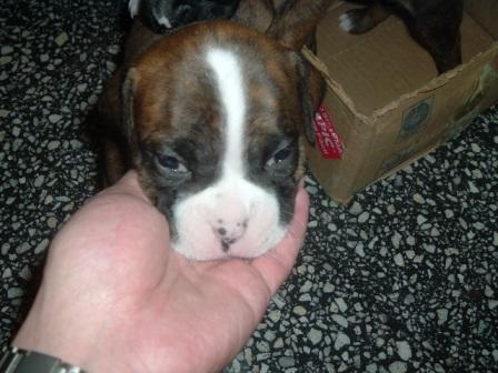 Lola