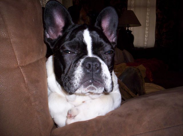 Lola