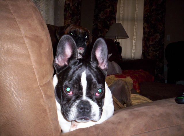 Lola
