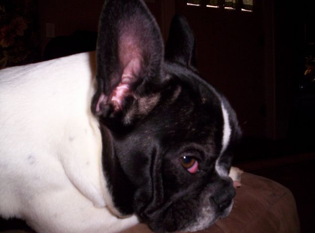 Lola