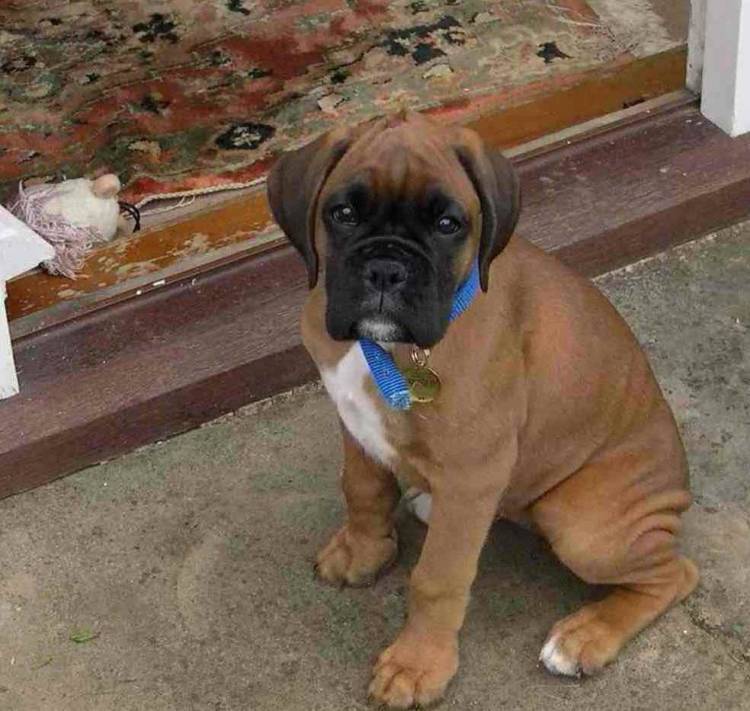 lola_cola