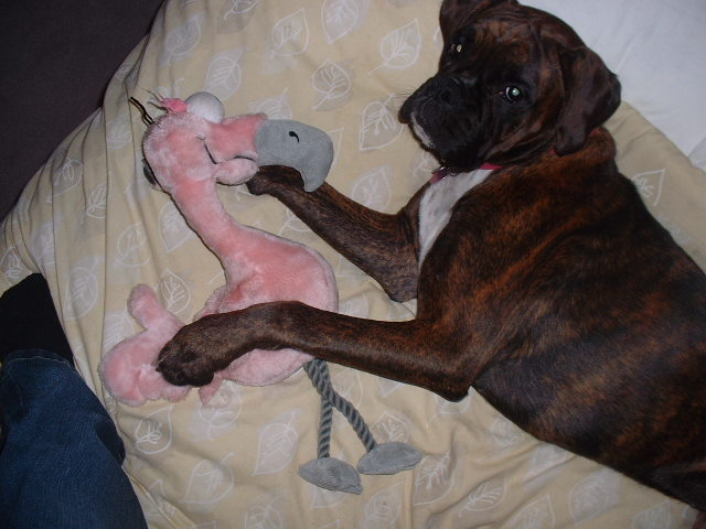 Lola's pet