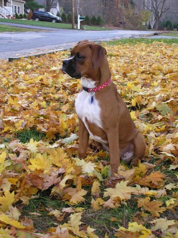 Lola's Thinking