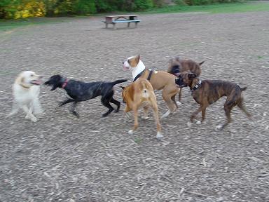 London Boxer Bash  at off leash park - 2