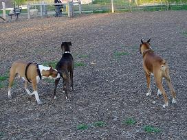 London Boxer Bash  at off leash park - 3