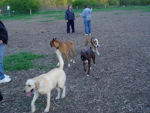 London Boxer Bash  at off leash park -4