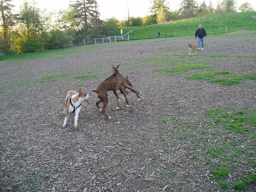 London Boxer Bash  at off leash park - 5