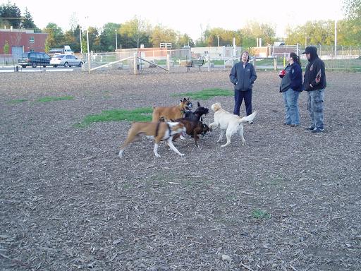 London Boxer Bash  at off leash park - 6
