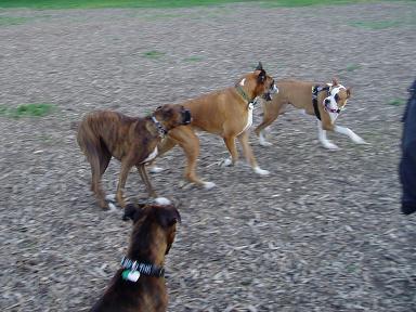 London Boxer Bash  at off leash park