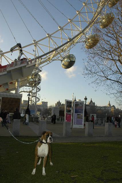 London Eye