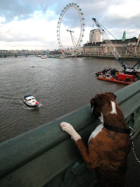 London Eye