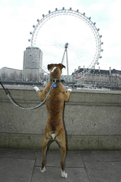 London Eye