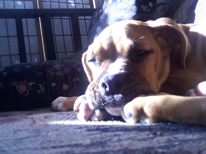 Long day... so tired.... so very tired..... *sigh* - SNORE!