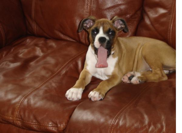 Longest tongue in Texas!