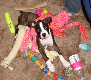 Look at all my toys