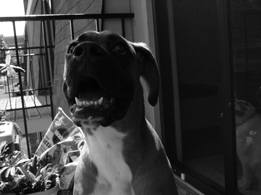 Look at my teeth please...