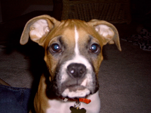 Look at that face!