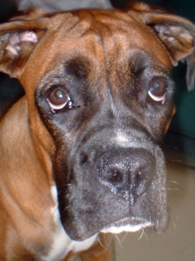 Look at that face!