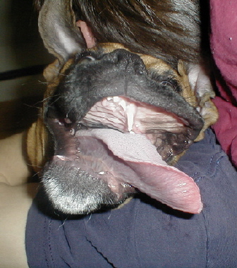 look at those chops!