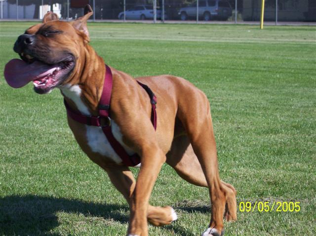 Look guys, I'm a racehorse!