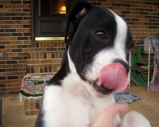 Look I can touch my nose w/ my tounge
