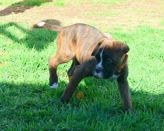 "LOOK"..............I have a tail