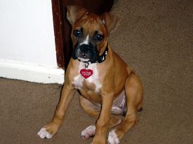 Look Ma, I can SIT!!!