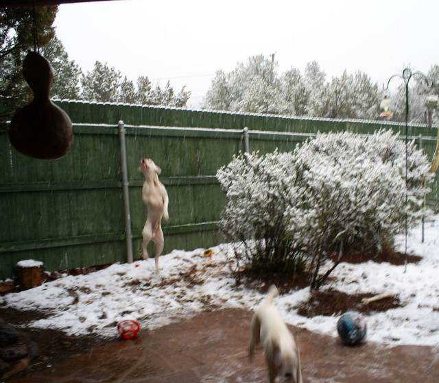 Look Ma! One foot! TaTanka chasin' snowflakes