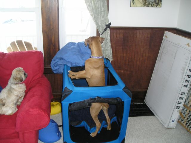 Look mom i have a convertable  crate!!!!