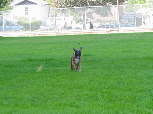 Look mommy!!! It's Dumbo!