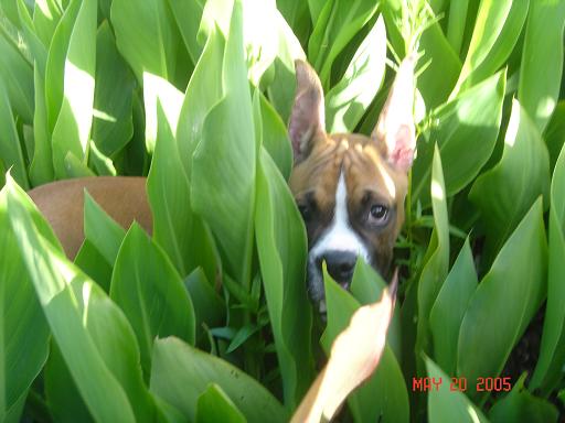 LOOK! Those leaves look like his ears!