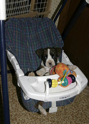 Look Who Found The Baby Swing!!!