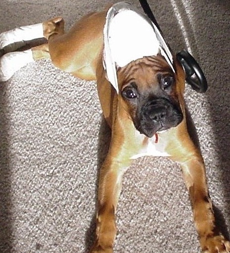 Look who got her ears cropped