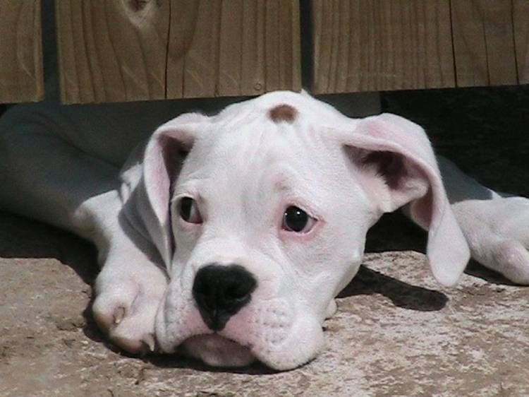 look_at_that_face