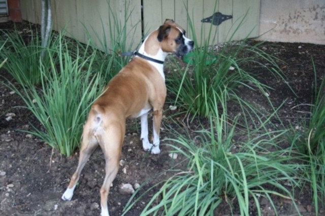 Looking at another Dog