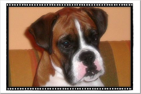 looking at sasha eating her biscuit :)