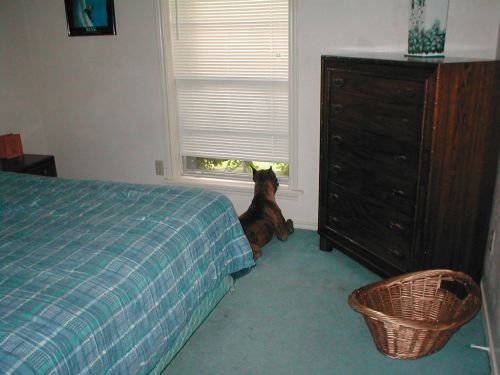 Looking at the cat outside..
