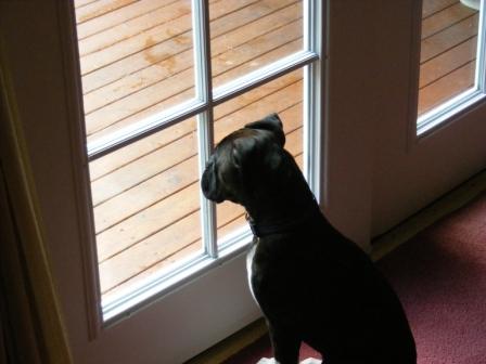 Looking at the cat...