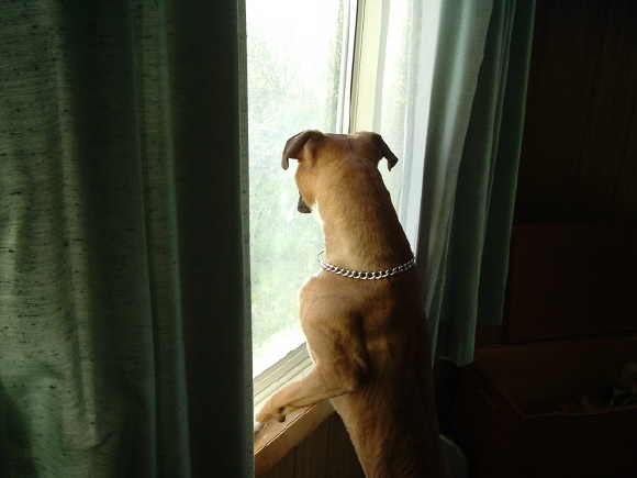 Looking for bunnies