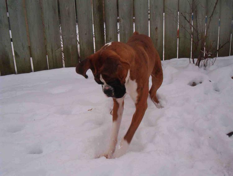looking for his ball!