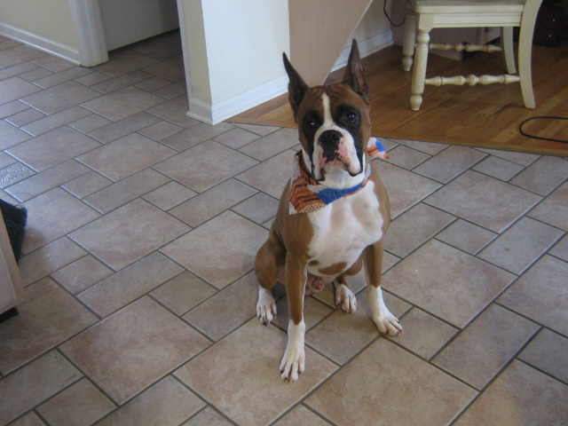 Looking handsome after a grooming.