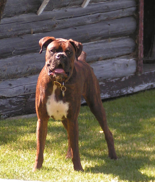 Looking Handsome