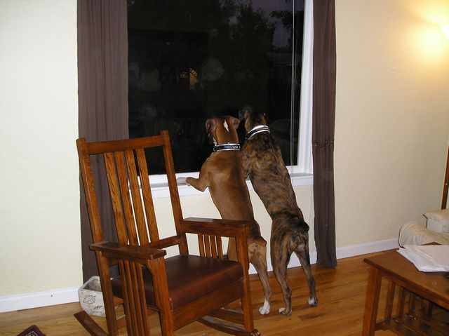 Looking out the window